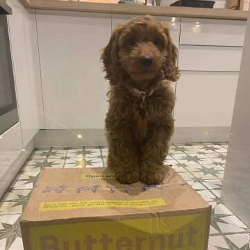 Scintilla Olive Green Star Pattern Tiles