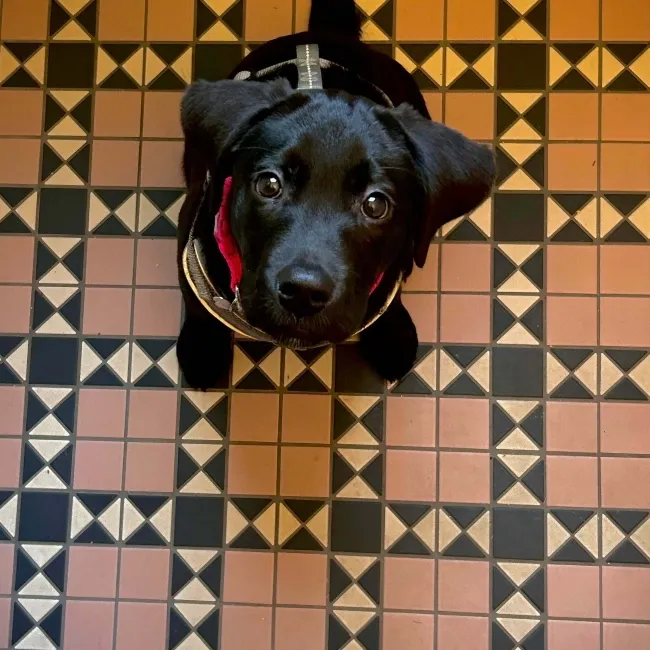 Churchill Navy Blue & Pink Mosaic Victorian Matt Tiles