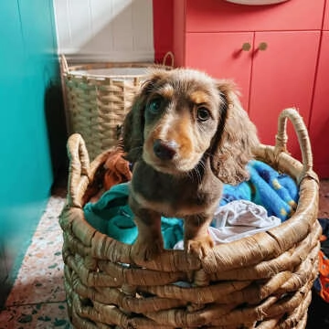 Terrazzo Pink Hexagon Nevada Porcelain Wall and Floor Tiles