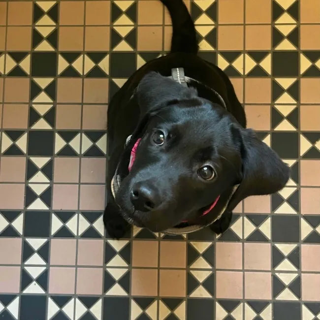 Churchill Navy Blue & Pink Mosaic Victorian Matt Tiles