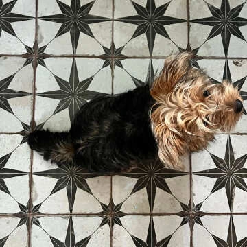 Scintilla Black Star Pattern Tiles