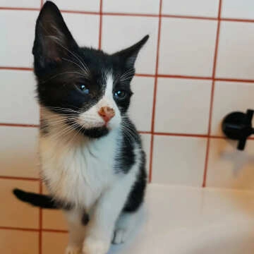 Mapei Ultracolor Plus 145 Terra Di Siena Tile Grout 5kg