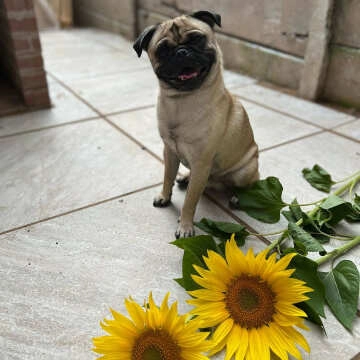 Icaria Light Grey Stone Effect 20mm Porcelain Paving Slabs