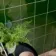Capsule® Victorian Green Gloss Flat 150x150 Wall Tiles