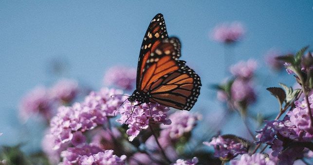 5 Ways To Attract Wildlife In Your Outdoor Space