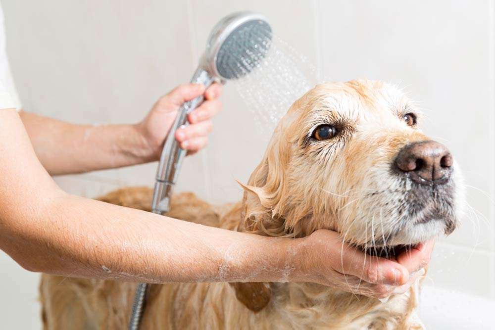 Pet washing station dog shower