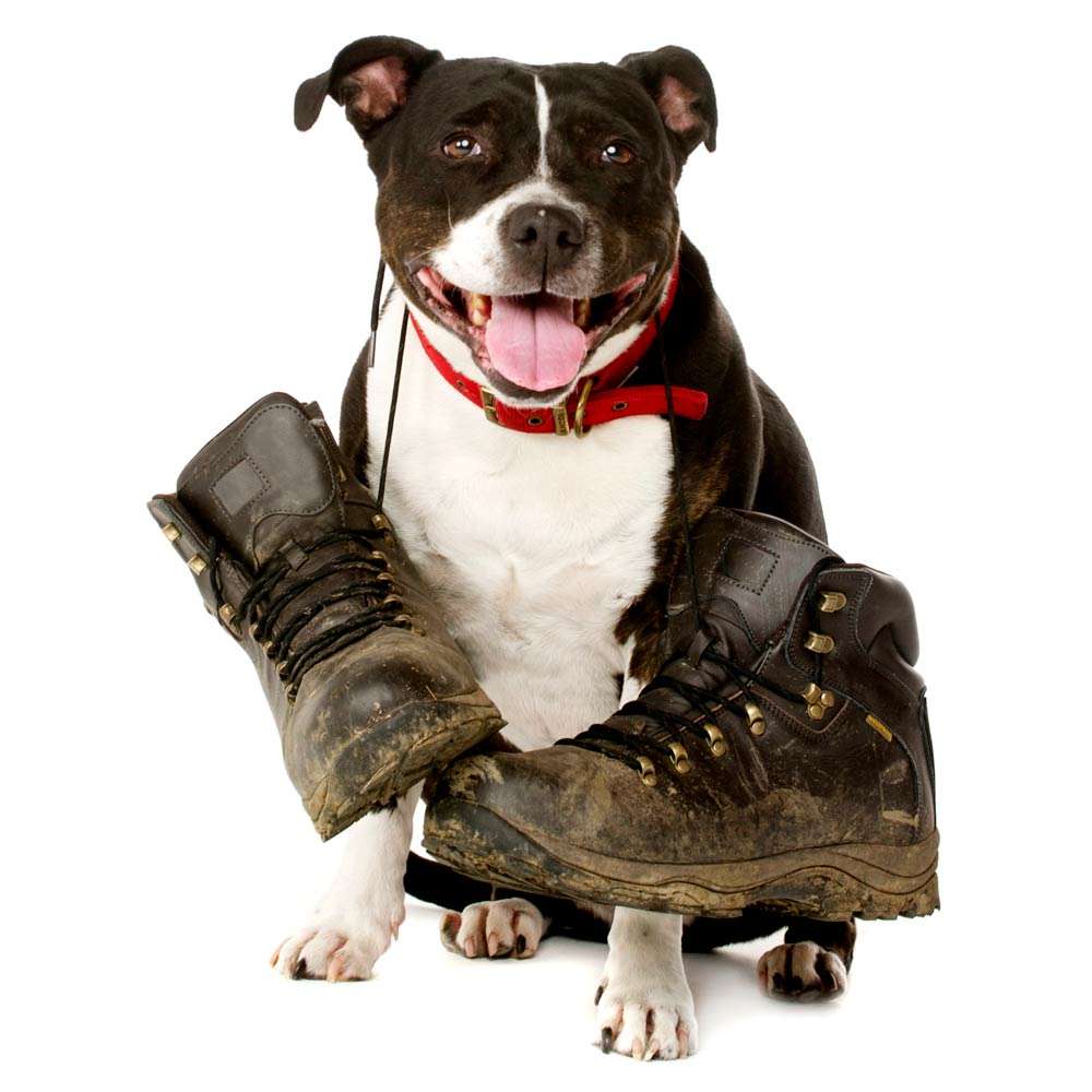 muddy boots dog