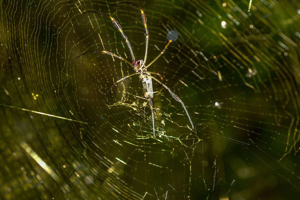 spider cobweb bush
