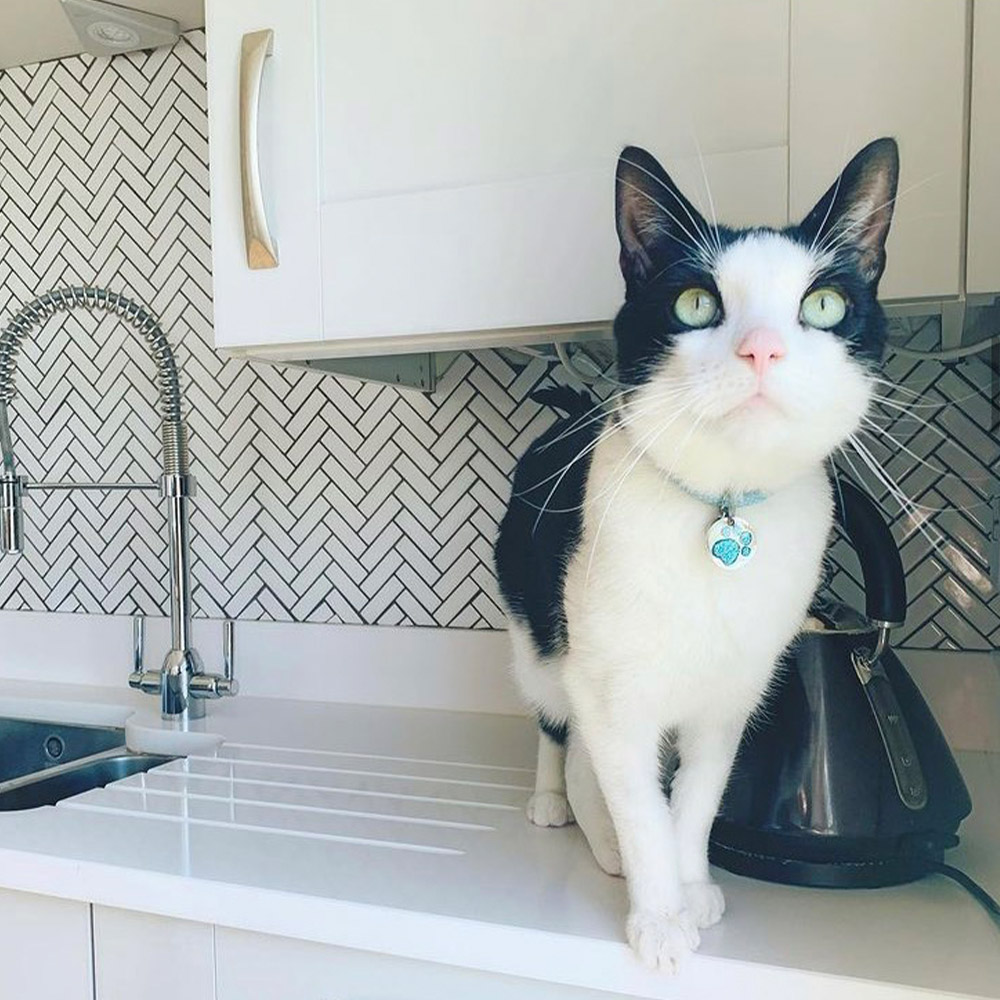 Black and white cat with blue collar standing on the kitchen side