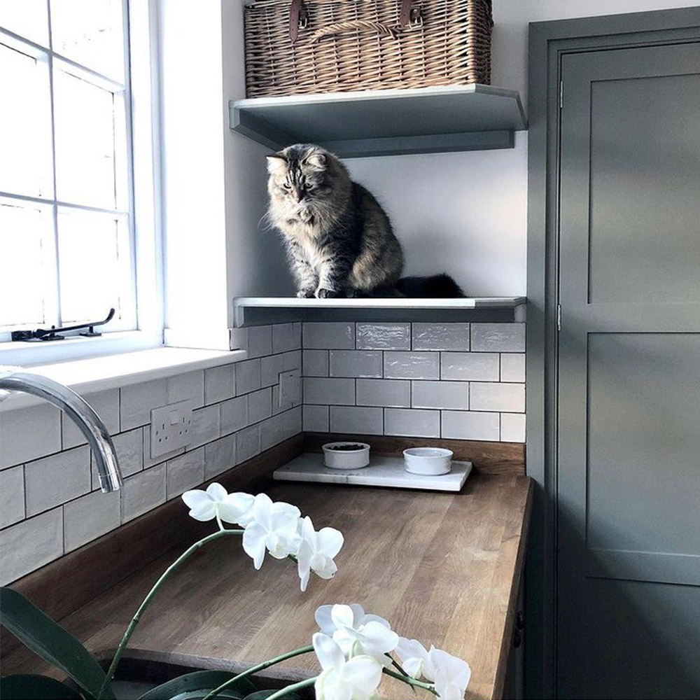 Fluffy cat looking down at flowers in a kitchen 