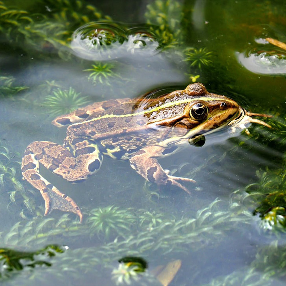 Brown frog swimming in a pond