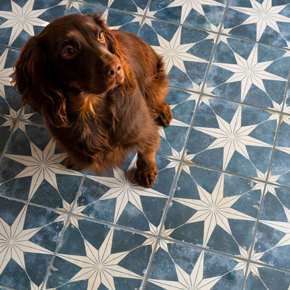 Blue and white star patterned floor tiles with brow dog. 